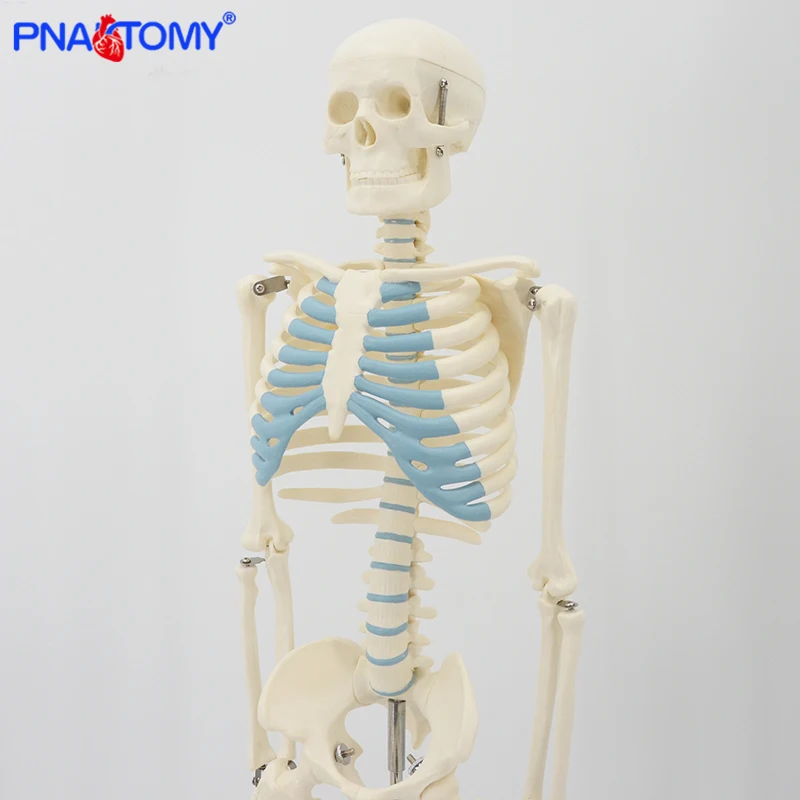 85cm Skeleton Model Human Anatomy Skull Spine Ribs Pelvis Bone Arms and Legs Foot and Hand Tool Medical Science