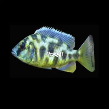 

Ngryise 2Pcs A Set Nimbochromis venustus