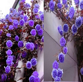 Rosa, альпинизма, растения, polyantha Rose, платье с цветочным узором в китайском карликовые деревья, альпинизма, розы, сад, 200 шт./пакет