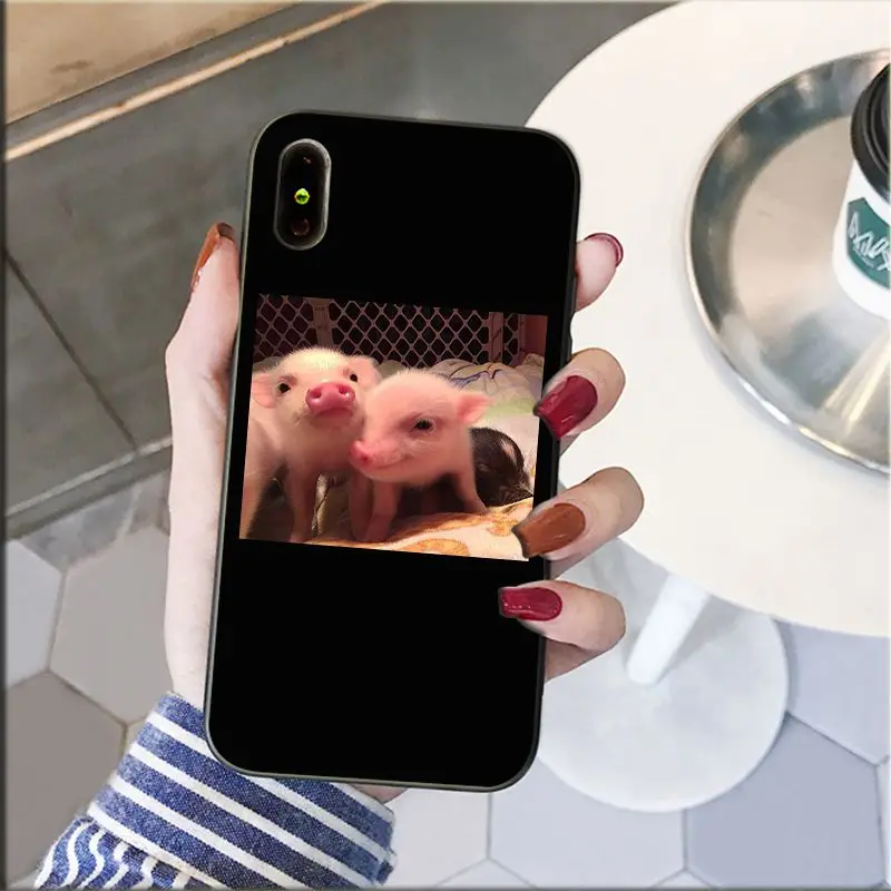 Cute Little Pink Pet Pig