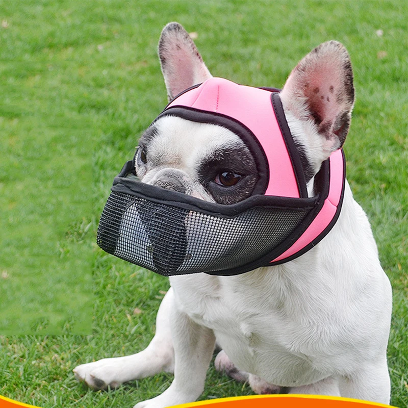 How To Muzzle A French Bulldog
