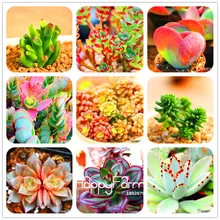 Установленные сроки! 100 шт./пакет 99 вида на выбор литопс сад суккуленты растений лжеобрубленный бонсай для офиса цветок flores,# JV471R