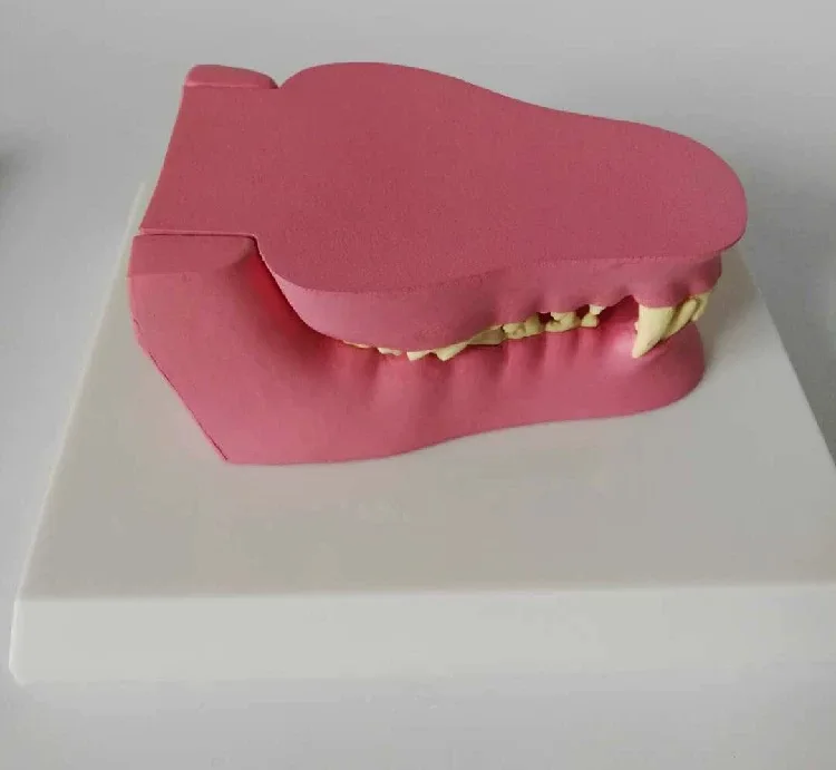 Canine Pathology Jaw Model Medical Dog приблизительная медицинская меридиановая хирургия|jaw