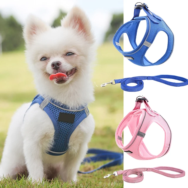 Harnais réglable pour chien, ensemble de laisses pour chiot, chat, gilet,  bouledogue français, Chihuahua, carlin, marche en plein air, laisse en  plomb pour petits chiens - AliExpress