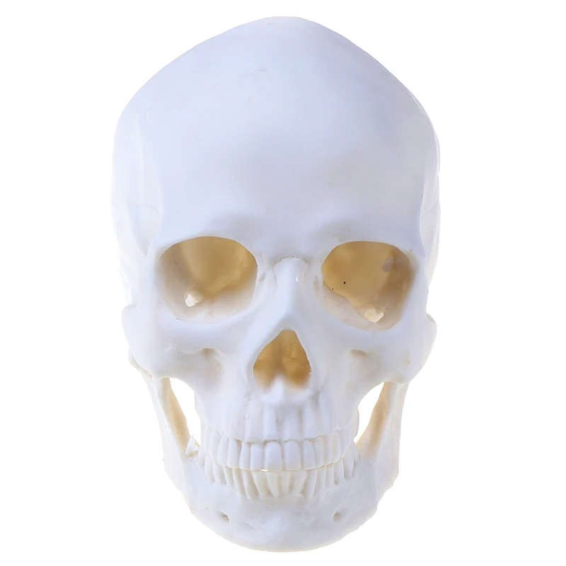 Skull Statue Sculpture Crafts Education Painting Medical Model Resin Halloween Home Decoration Accessories | Дом и сад