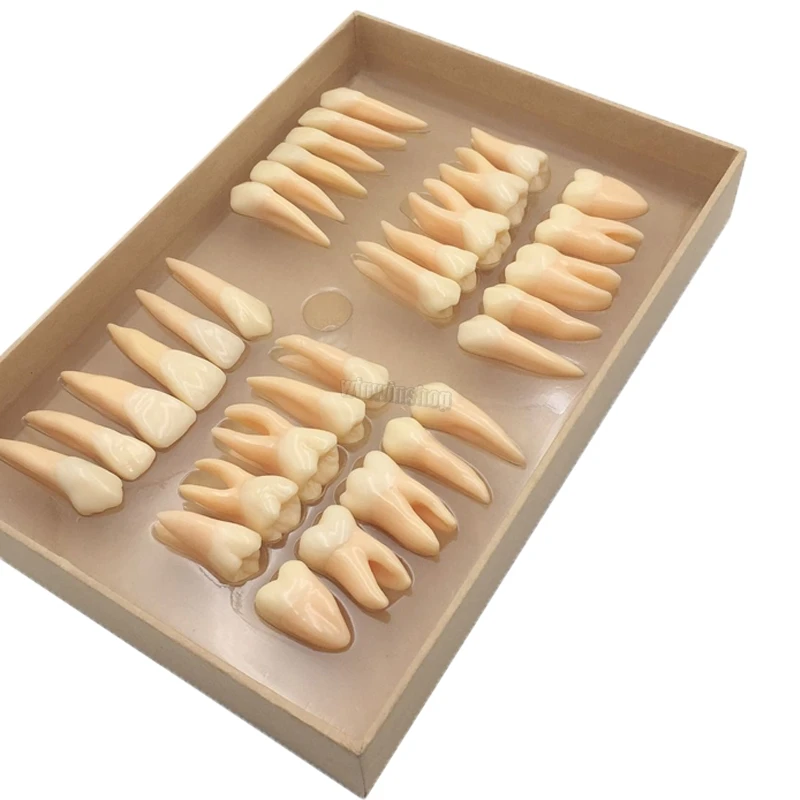 

32pcs/Set Permanent Teeth Model 2.5 Times Adult Resin Tooth Model Dentistry Laboratory Carving dental model teaching model