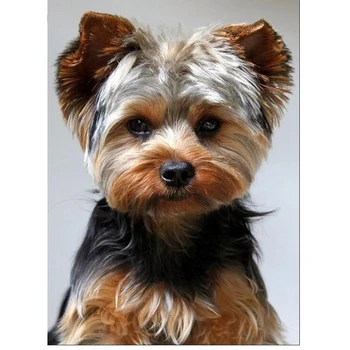 

diamond Rhinestone Embroidery 5d Diy Diamond Painting Cross Stitch Yorkshire Terrier Dog New arrival Full Mosaic kit hobby crafs