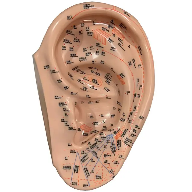 Auricular Acupuncture Points Chart ubicaciondepersonas.cdmx.gob.mx