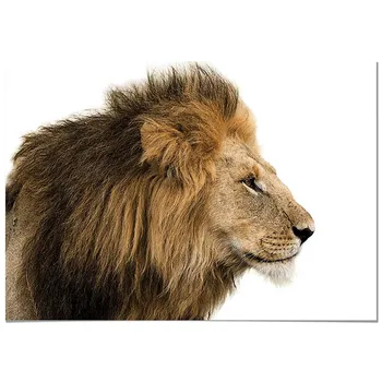 

Panorama Canvas Picture Lion - Printed on Canvas - Animals Wall Art - Animal Print Pictures - Modern Art Print for Walls - Animal Photos - Home Decoration