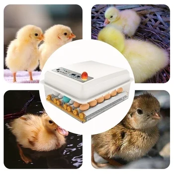 

Eggs Incubator 16 Eggs Automatie Incubatores with Turner for Hatching Goose Quail Chicken Eggs Egg Hatcher Machine
