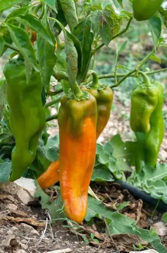 Кубанель бонсай из растения сладкого перца Heirloom* 150+ растения текущий год