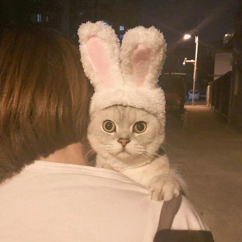 Cat Rabbit Hat Cute Rabbit Ears Cat Katten Kat Kitten Cap with Ears for Pet Small Dogs Pink Furry Costume Acessorios Para Gato
