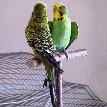 

Parrot Standing Wooden Stand Pet Small Parrot Hanging Toy Bird Cage Budgerigar Wooden Branch Perch