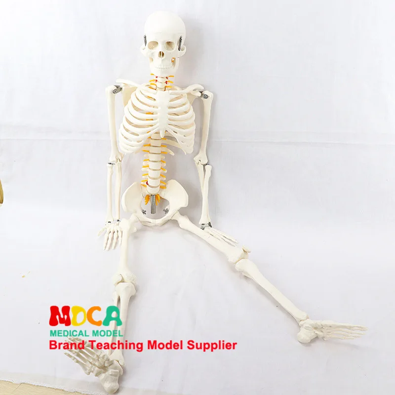 

85cm Pillar Type Human Skeleton Spinal Nerve Model Medicine for Yoga Fitness Teach Learning Bone Model