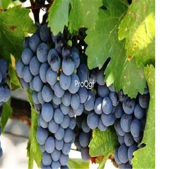 

Ngryise 3000Pcs A Set Cabernet Sauvignon grape