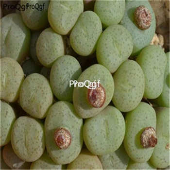 

Ngryise 100pcs a set Conophytum piluliforme