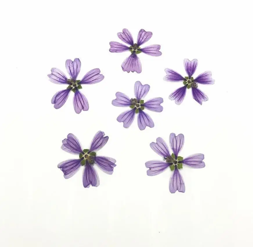 Фиолетовый 120 шт прессованный высушенный цветок Malva Sinensis Cavan для эпоксидной смолы кулон ожерелье для изготовления ювелирных изделий макияж ремесло DIY аксессуары - Цвет: Фиолетовый