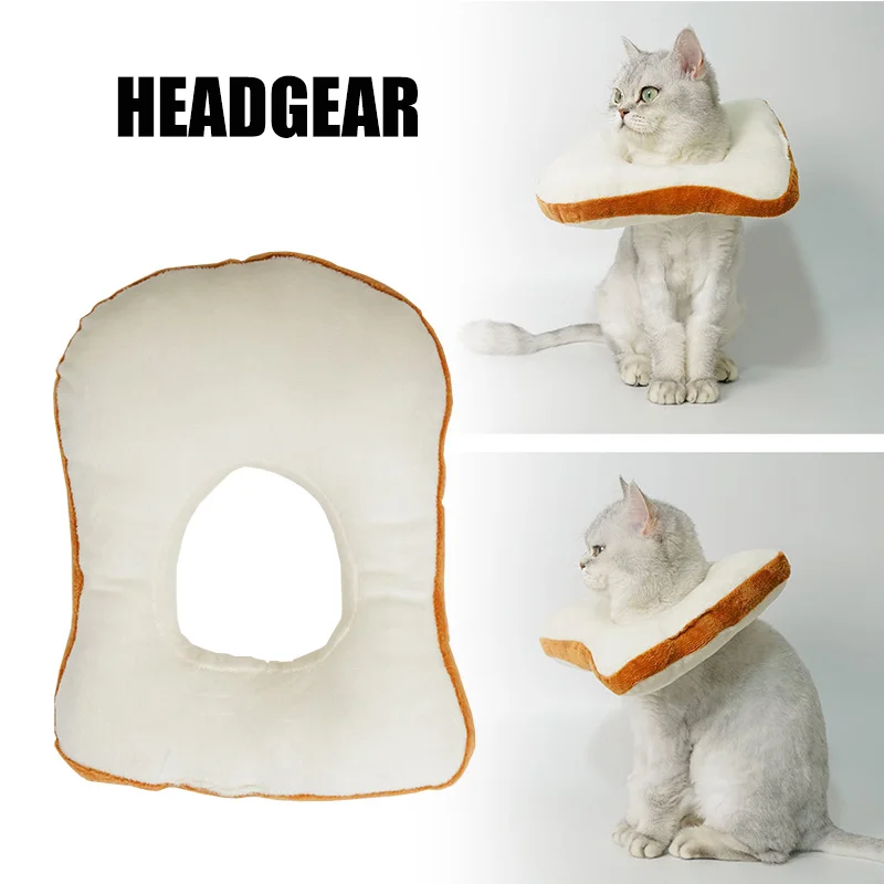 bread on cats head