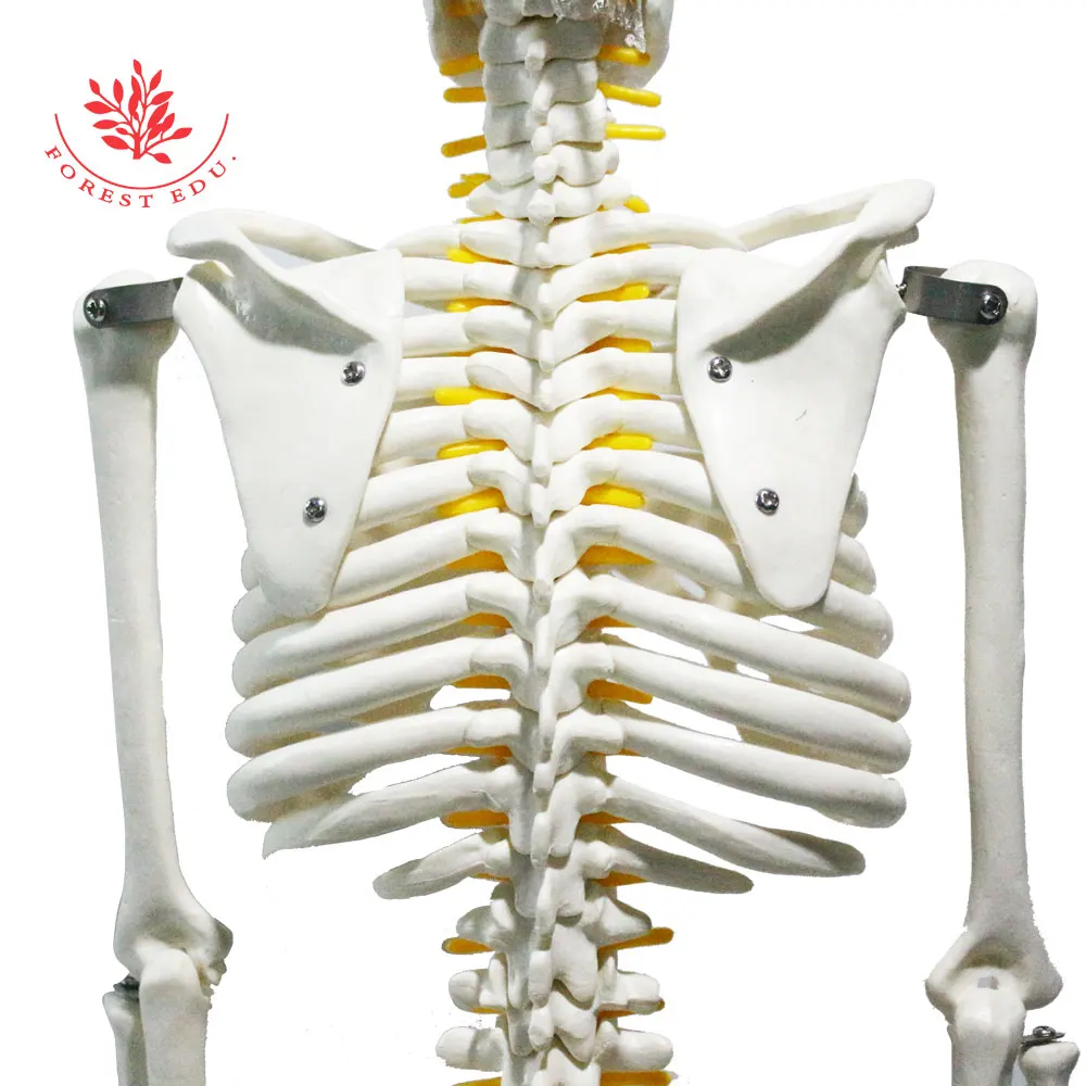 Medical Science Model of Human Skeleton with Spinal Nerve Root FRT005 Medical Teaching Usage