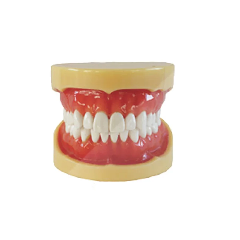 

1pc Removable Model,28pcs,Hard Gum,teeth models Teeth Jaw Models for dental school teaching dentist dental teeth Models