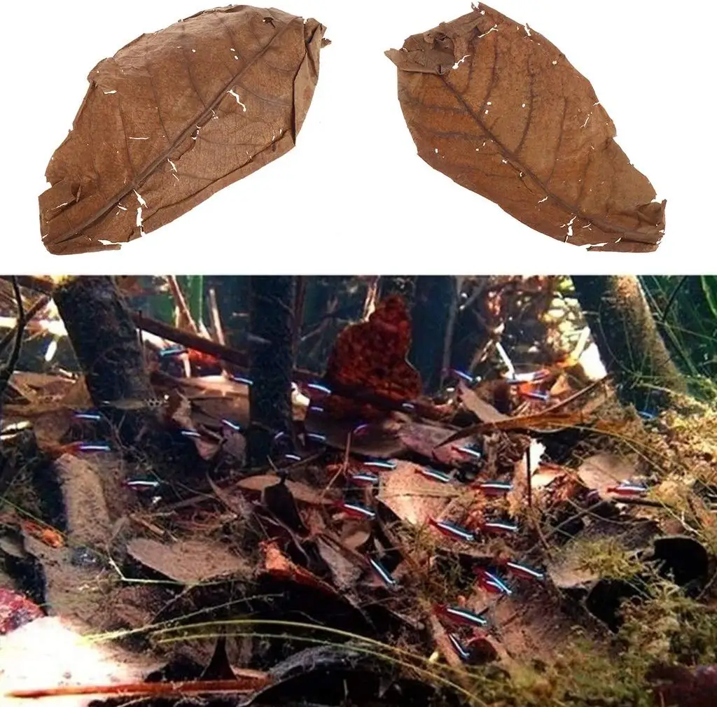 50pcs Grade A Natural Terminalia Catappa Foetida Leaves Island Almond Leaf fish Cleaning/Treatment aquarium Tank