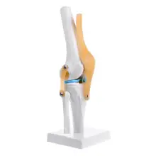 Человеческая Анатомия коленного сустава гибкий медицинская модель скелета обучения помощи анатомия