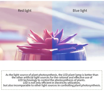 

MO-OD 2019 LED Plant