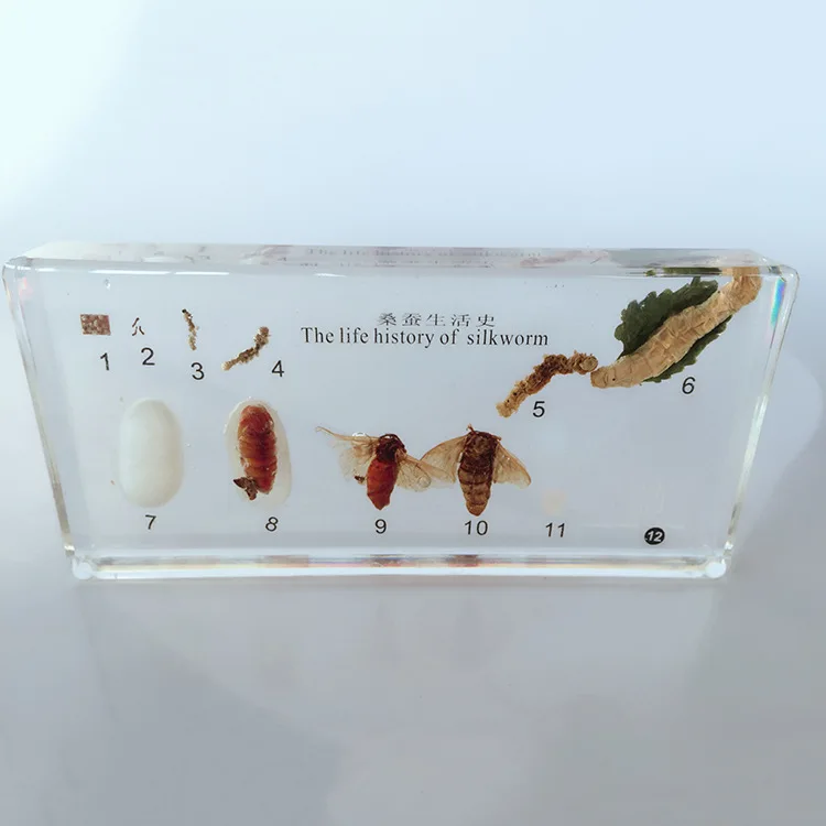 

Silkworm Growth Development Embedded Specimen Real Insect Growth History Specimen Model Biological Entomology Teaching Aids