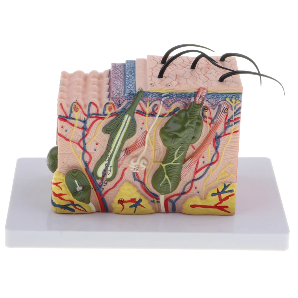 35X Magnified Human Skin Model  Dermatology Biology Teaching Aids