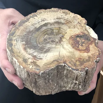 

Natural Petrified wood fossil original stone raw Rock Crystal Quartz Mineral Specimen Healing Reiki home Decor