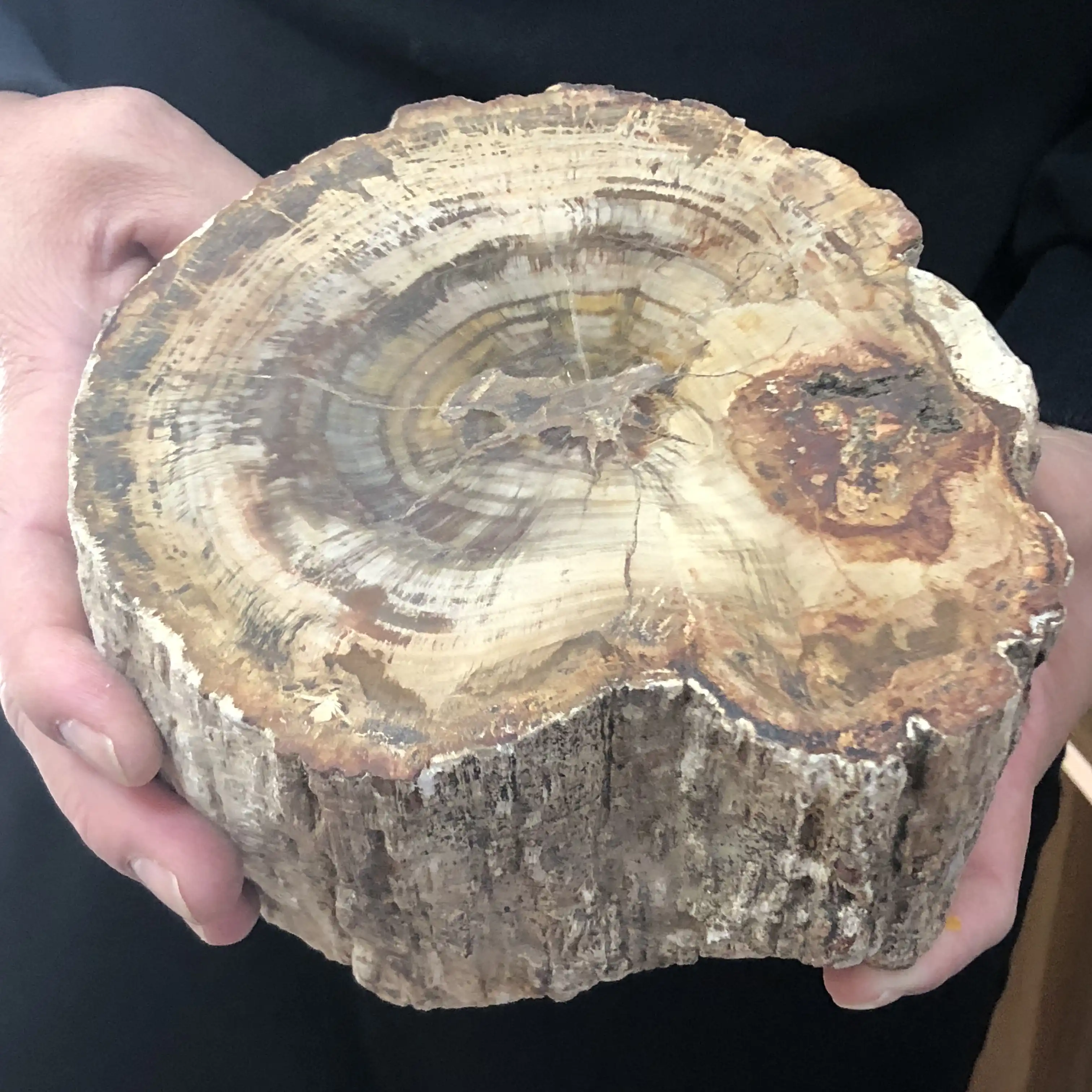 Natural Petrified Wood Fossil Original Stone Raw Rock Crystal Quartz Mineral Specimen Healing Reiki Home Decor Stones Aliexpress