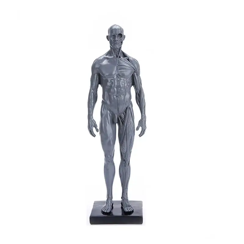 

1Pc Male Model Anatomical Model Biology Demonstration Model Medical Teaching Model Muscle Structure Model Human Torso Model