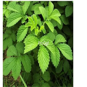 

Ngryise 500PCS A Set Agrimonia pilosa