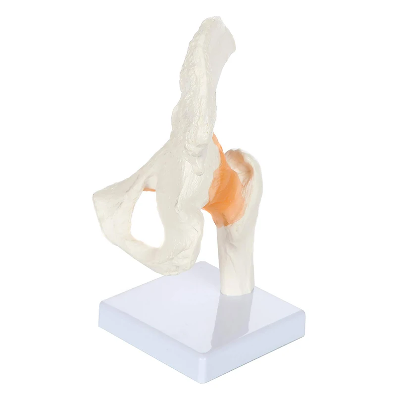 Human Hip Joint Anatomy Model with Flexible Ligaments Medical Science Teaching Resources