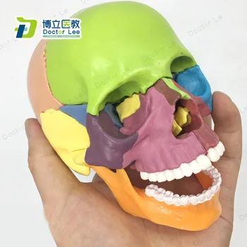 

15 Parts Color Human Skull Model 1/2 Size Skull Model Puzzle Assembly