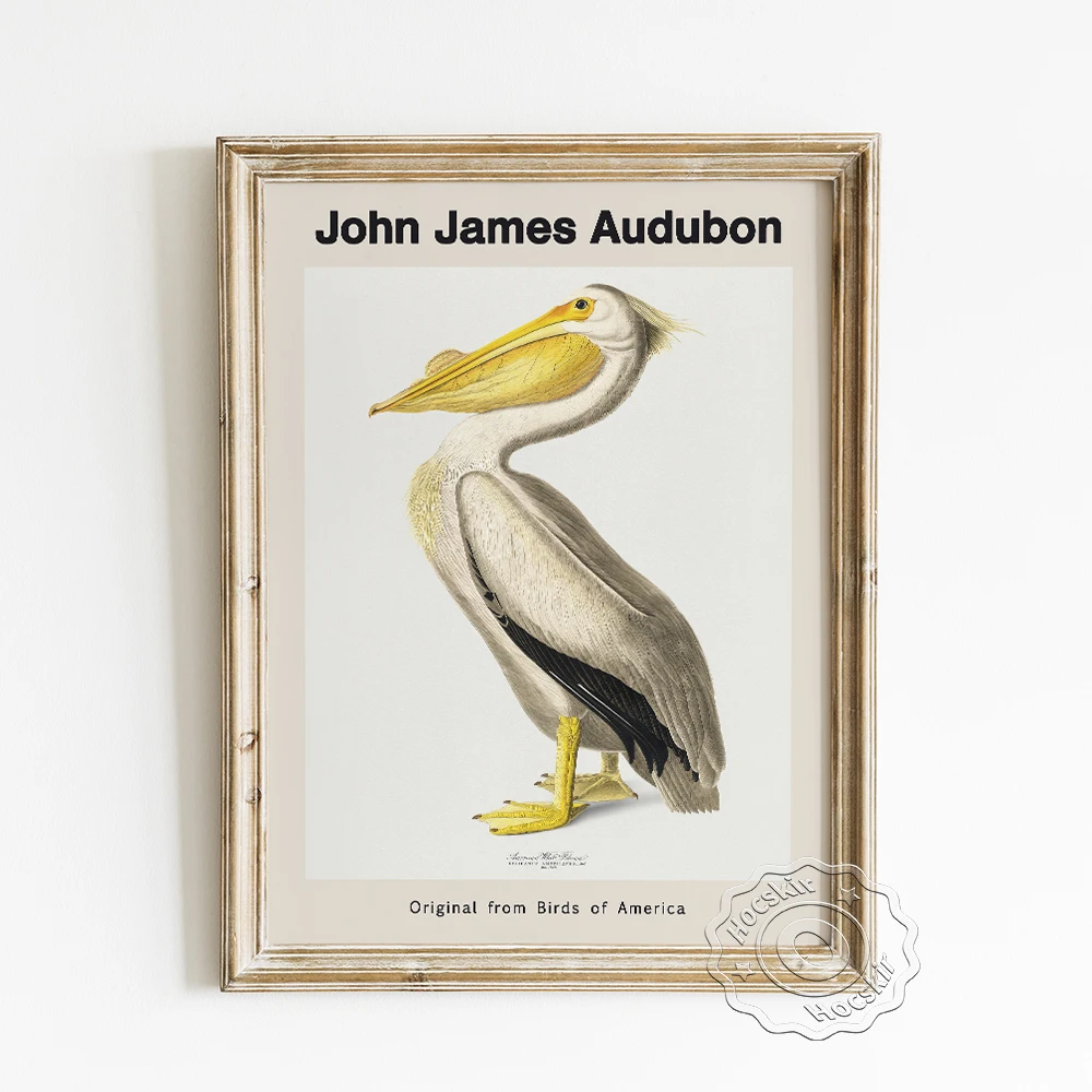 John James Audubon America Birds Exhibition Poster White Pelican Vintage Illustration Wall Stickers American Animal Home Decor | Дом и сад