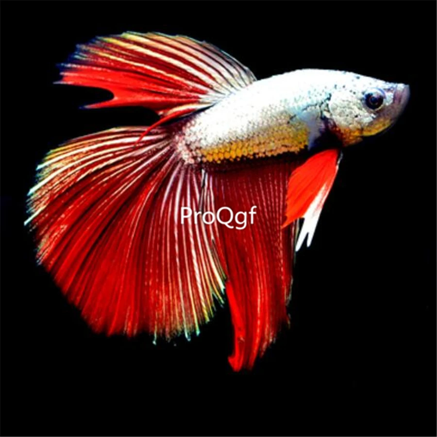 Ngryise 1 шт. набор Таиланд fighting fishh