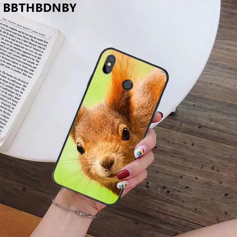 Squirrel