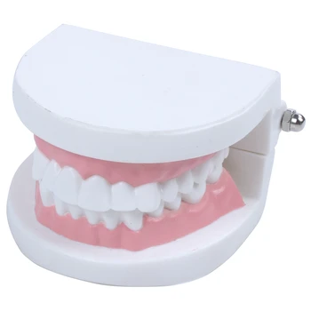 

Dentist dentist tooth model teach Pink gummy gums standard For purposes