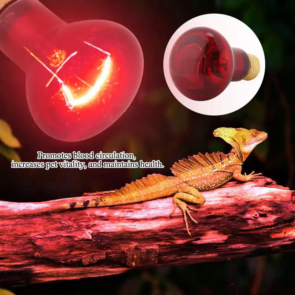 red lizard pet