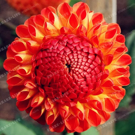 Красный луковицы георгина цветок бонсай луковицы цветов, символизирующие смелости и Lucky домашнее садовое растение-2 лампы