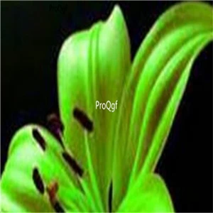 7 Ngryise 20 шт набор Lilium brownii Lily - Цвет: 7