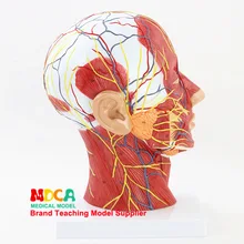 Голова человека сагиттальная разделенная поверхность черепа Поверхностная сосудистая нейронная модель головы череп обучение медицине Mtg018