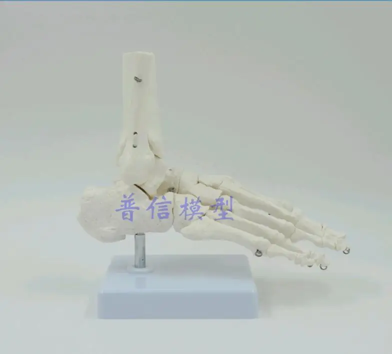 Flexible Human Foot Bone Model Medical Science Accessories Life size Foot Ankle Joint Anatomical Skeleton Model Medical Displ