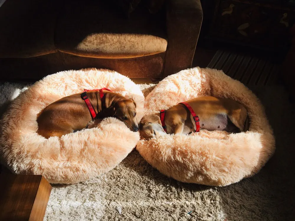 Pretty&Better 18colors Dog Long Plush Dounts Beds Calming Bed Hondenmand Puppy Cushion Pet Mat Winter Warm Sofa Dog Kennel Beds