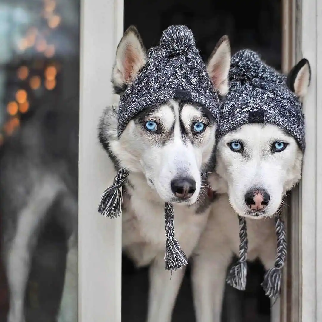 bonés para cães