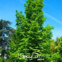 10 шт./упак. Новое поступление! Metasequoia glyptostrooides, Сычуань допотопных хвойных комнатные растения бонсай дерево сад