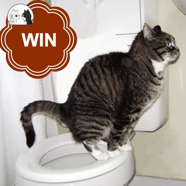teach cat to use toilet