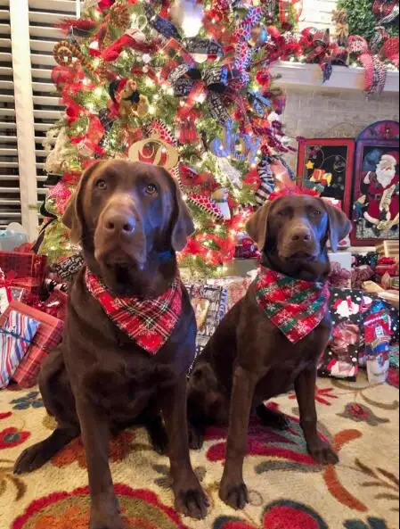 Nes 60pcs Christmas Dog Bandana Pet Dog Christmas Accessories Small Dogs Bandanas Scarf Bibs Dog Supplies Pet Accessories