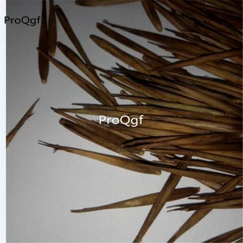 

Prodgf 1000Pcs A Set Polygonatum odoratum